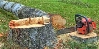 Best Firewood Processing and Delivery  in Oral City, FL