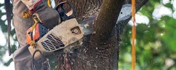 Best Arborist Consultation Services  in Oral City, FL