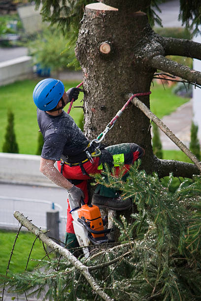 Best Lawn Mowing  in Oral City, FL